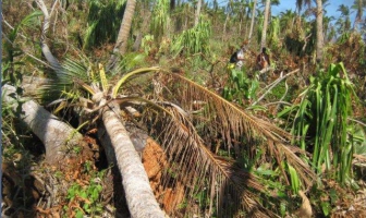 Cyclone damage to Tonga’s agriculture and fisheries exceeds $20 million